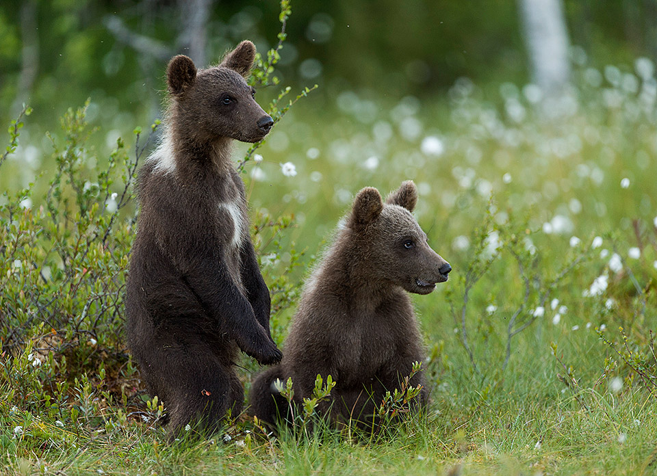 Bear cubs